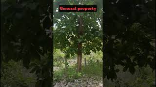 4 Acer Coconut Farm Land