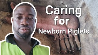 Duroc pigs Treatment- Third day piglets routine