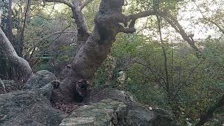 Relaxation in the Nature of Israel.