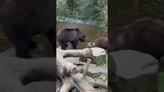 A Bear Sits Down While Watching Another Bear Jump On Wood