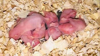 4 Days Old Hamster Babies 🐹🥰 Cute Babies 🥰