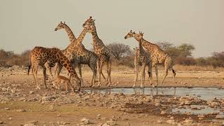 What's the Secret Behind Giraffes' Black Tongues?