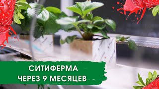 Сити-ферма 9 месяцев спустя Ангар. Серия 7