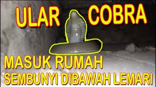 ULAR COBRA MASUK RUMAH