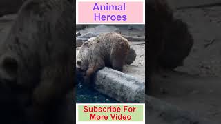 Bear Saves Crow From Drowning || Animal saving another animal #Shorts