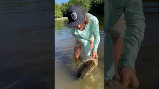 MASSIVE 40+ inch snook! #snook #fishing #fish