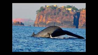 Don’t miss the excitement in Trincomalee – Sri Lanka