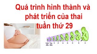 Quá trình hình thành và phát triển của con tuần thứ 29