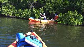 Kayaking Florida Sarasota Bay Lido key Mangrove tunnels #short