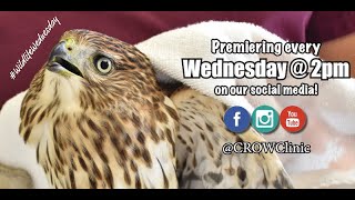 Wildlife Wednesday - Ep.25: Gunshot Injuries