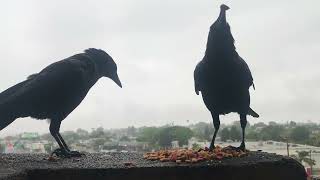 11 minutes of WET ASS CROWS stopping by for DOPE ASS SNACKS - relaxing highrise crow cam ASMR