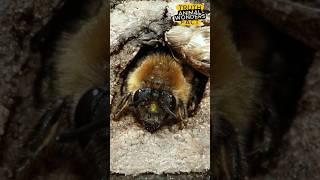 Digger Bees: Nature's Underground Architects #animalwonders