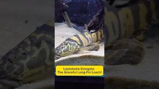 Leptobotia Elongata: The Graceful Long-Fin Loach! AquaVerse #leptobotiaelongata #algaeeater #shorts