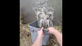 Rainbow Trout Stocking video