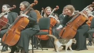 CAT😺 WANTS TO PLAY IN THE ORCHESTRA | 👍ANIMALS