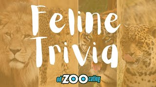 Feline Animal Trivia | 10 Questions to Learn About Cats