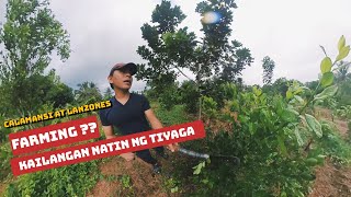 Farm vlog:Calamansi farming at iba pang mga pwede isabay sa pag tatanim ng calamansi