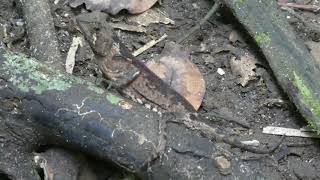 Camouflaged Lizard Moving Its Eye at Cat Tien National Park, Vietnam