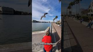 Hitchcock would be proud. #shorts #thebirds #birds #seagulls #savannah