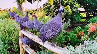 Guineafowl, endemic to Africa, a harmonious combination from the universe to the natural world