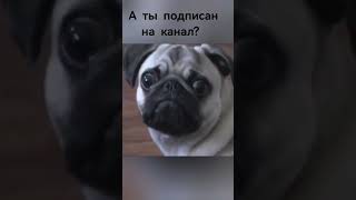 #домашниеживотные#животные #ржака #ржач #ржунемогу #