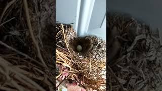 An EGG in our FRONT door Nest!