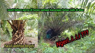 sangking robotnya sampai kacangan hutan naik di atas pokoknya sawit