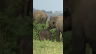 Elephant calf with mother #shorts