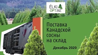 Поставка Канадской сосны на склад 2020