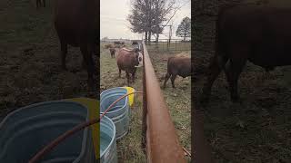 Comanche comes face to face with Cheyenne, our 2nd herd sire! #cattleranching #southpollcattle #bull