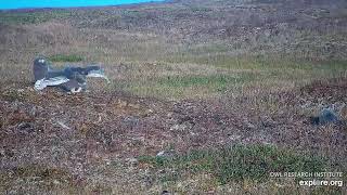 Snowy owl nest cam - 24 aug 2022 - Owlet brings bird, Dad prey, ORI Pics | Cam in Ukpeagvik, Alaska