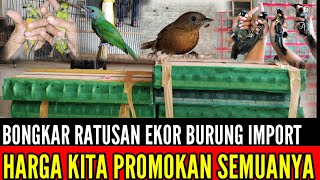 🔴 BONGKAR IMPORAN ‼️ SPESIAL REKOMENDASI BURUNG PILIHAN SEMUA DIPROMOKAN 0838-7553-6945