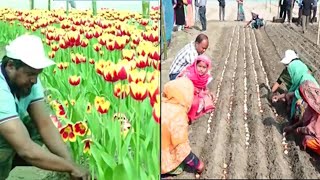 টিউলিপের বানিজ্যিক চাষ পদ্ধতি বা কৌশল - Commercial cultivation methods or techniques of tulips