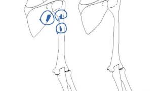 How to Biology & Anatomy: Tricepts brachii muscle