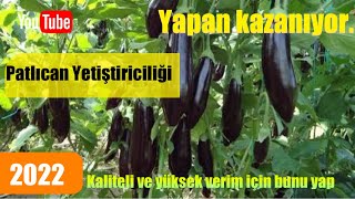 Patlıcanda yüksek verim almak için bu kesin yap.