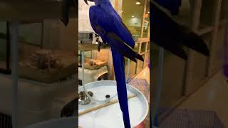 #youtubeshorts #viralvideo #viralshort #foryou #foryoupage #foryou #subscribemychannel #birdslover🥰