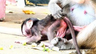 Ah... Look So Cute Baby Monkey, Poor Baby Monkey Very Hungry Hold Mom Begging Milk.