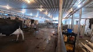 Milking cows and our new parlor construction!!