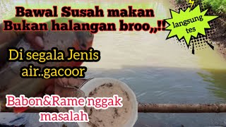 Bawal susah makan..?Jangan panik broo..!! kalau belum coba ini..!!umpan paling jitu ikan bawal