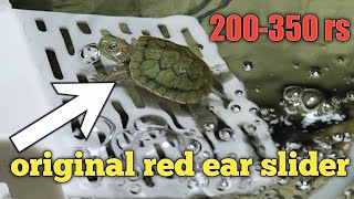 red ear slider turtle price very low price