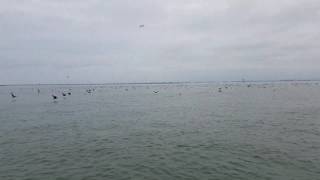 Sea birds at Willoughby