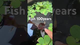 Fish 100year