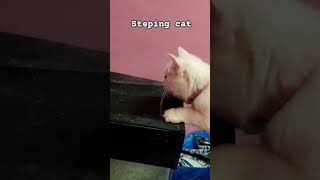 Steping cat