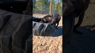 Black Jaguar Tries Catnip!