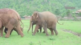 Awesome Wild Life - Amazing Elephants vs Crocodiles Fight !!!...