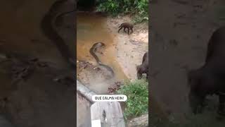 Quanto atingir a Calma desses cachorrinhos estará em outro nivel