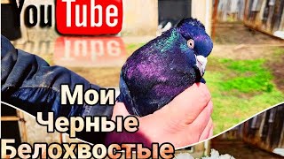 Черные Белохвостые в моей голубятне