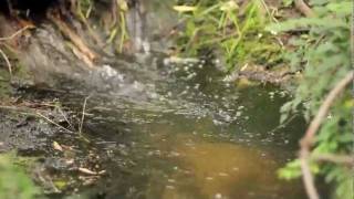 Purple Spotted Gudgeon Habitat Bulimba creek - Wally Tate Park