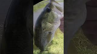 Cruising Fall Largemouth SIGHT FISHING Yum Dingers #shorts #bassfishing #fallbassfishing