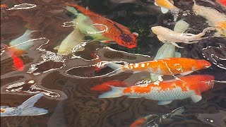 koi fish care guide - pond setup and size, how to tell koi fish gender, feeding, breeding koi fish